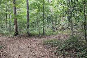 Thompson Mills Forest - Georgia State Arboretum image