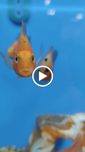 Pet Supply Store «PetSmart», reviews and photos, 98 Providence Hwy, East Walpole, MA 02032, USA