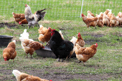 Nature Preserve «Brunner Family Forest Preserve», reviews and photos, 18N681 State Rte 31, Carpentersville, IL 60110, USA