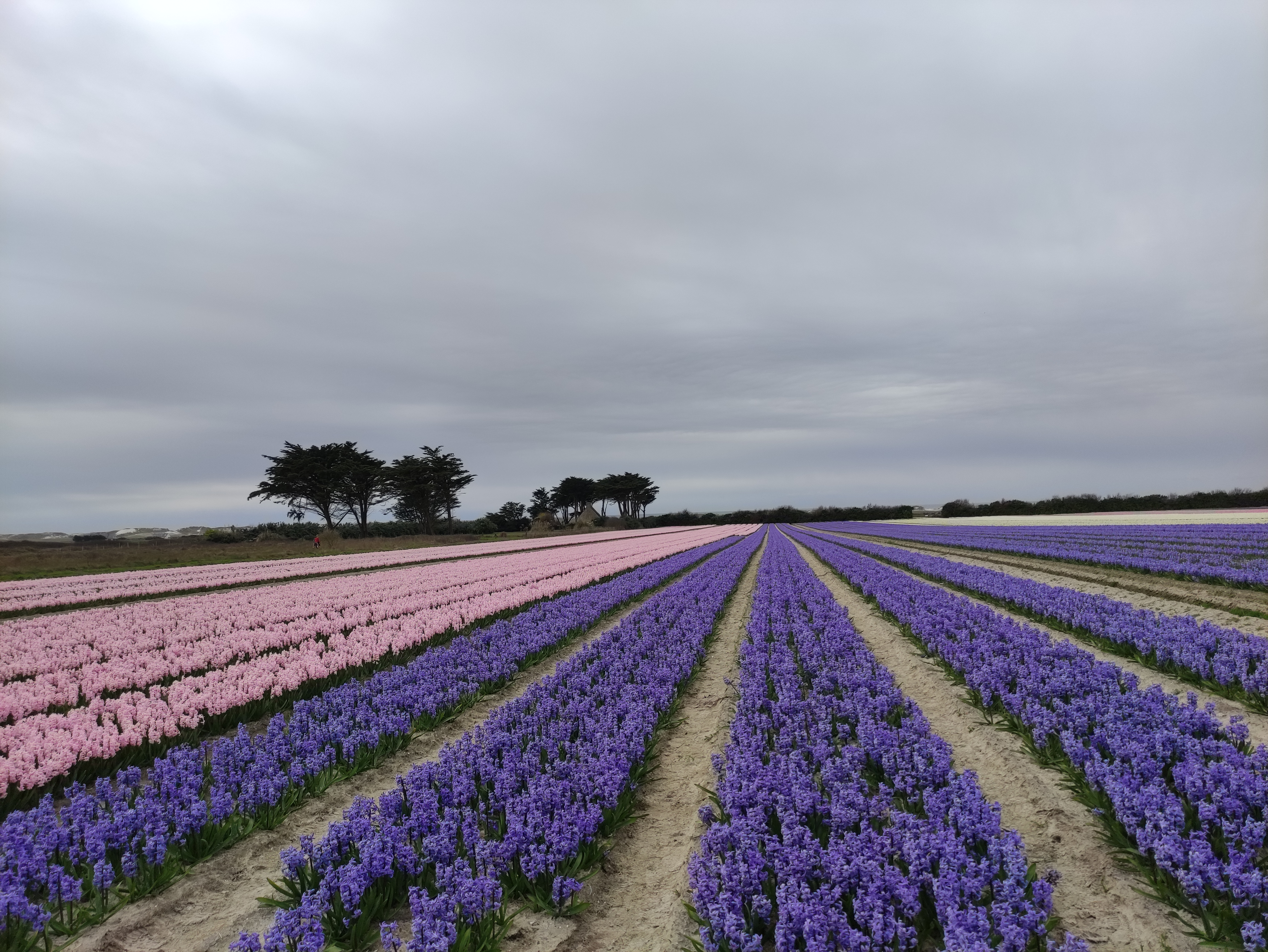 Photo n° 8 de l'avis de Ky29. fait le 26/03/2021 à 12:18