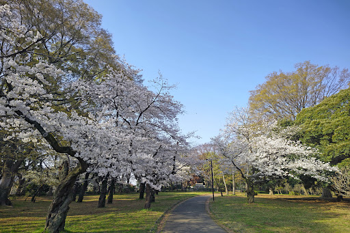 代々木公園 景點