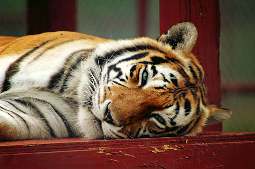 Research Institute «Center For Animal Research and Education (CARE)», reviews and photos, 245 Co Rd 3422, Bridgeport, TX 76426, USA