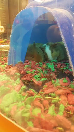 Pet Supply Store «PetSmart», reviews and photos, 2929 James Sanders Blvd f, Paducah, KY 42001, USA