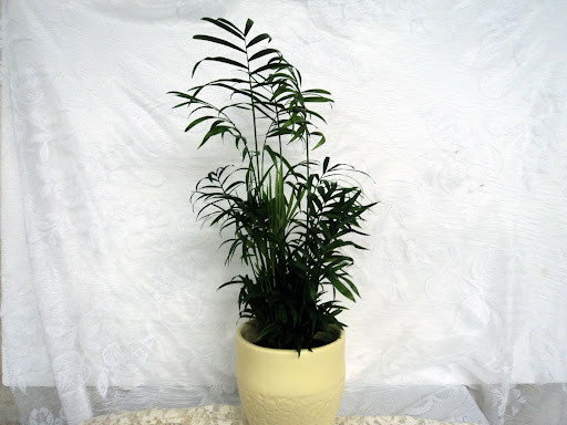 Florist «Davis Florist», reviews and photos, 4201 Locust Ln, Harrisburg, PA 17109, USA