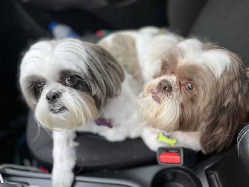 Pet Groomer «Pause 4 Paws Pet Grooming And Hotel», reviews and photos, 3770 W County Line Rd, Douglasville, GA 30135, USA