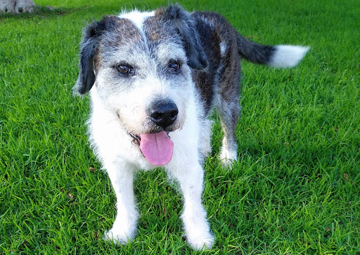 Clínica Veterinaria Paco