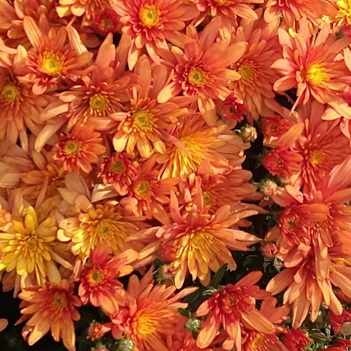 Thrift Store «Second Blessing Thrift Store Inc.», reviews and photos, 2323 Central Ave, Wichita, KS 67214, USA