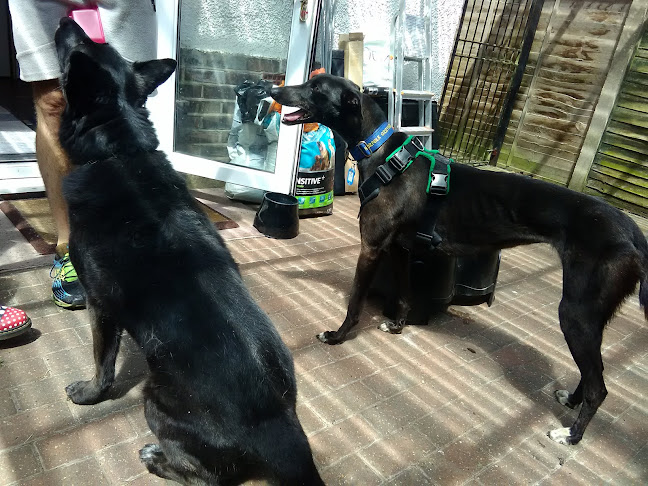 Reviews of Norfolk Greyhound Rescue in Norwich - Association