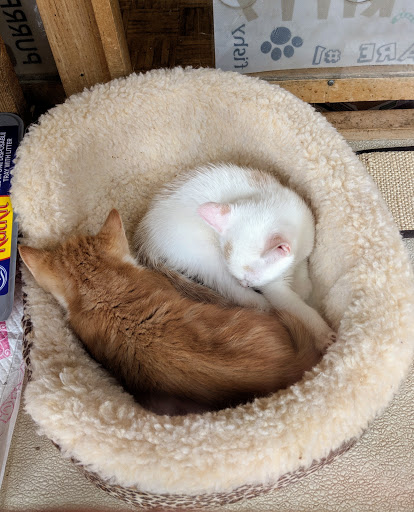 Pet Supply Store «Rittenhouse Square Pet Supply», reviews and photos, 135 S 20th St, Philadelphia, PA 19103, USA