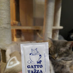 Photo n°2 de l'avis de Elisabetta.e fait le 08/12/2019 à 18:13 sur le  Gatto In Tazza - Cat Cafè (Iglesias) à Iglesias