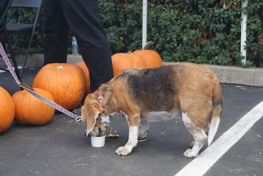 Pet Supply Store «Farmyard Feed», reviews and photos, 27705 Dutcher Creek Rd, Cloverdale, CA 95425, USA