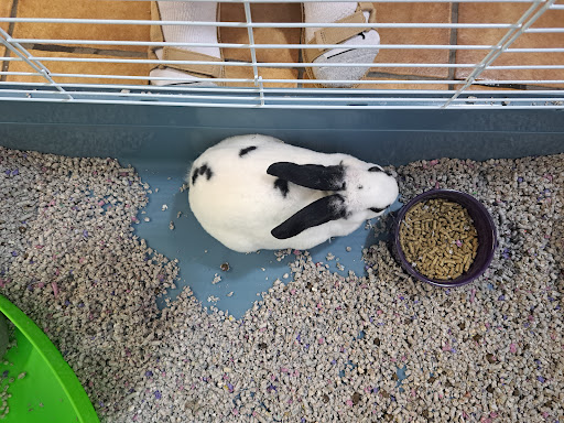 Pet Supply Store «Seascape Aquarium & Pet Center», reviews and photos, 2162 Gulf Gate Dr, Sarasota, FL 34231, USA