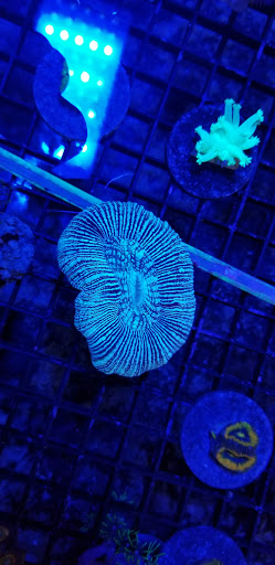 Pet Store «Colchester pet Shop LLC», reviews and photos, 111 Loomis Rd #2a, Colchester, CT 06415, USA