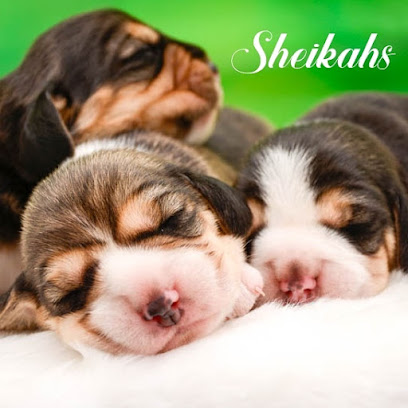 Criadero de beagles SHEIKAHS