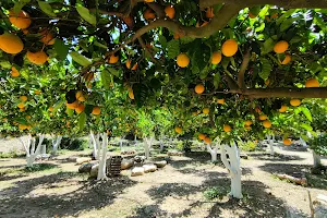 Botanical Park & Gardens Of Crete. image