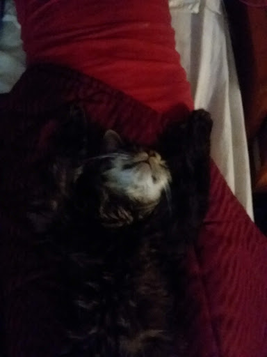 Pet Supply Store «Pet Supplies Plus», reviews and photos, 911 N Cable Rd a, Lima, OH 45805, USA