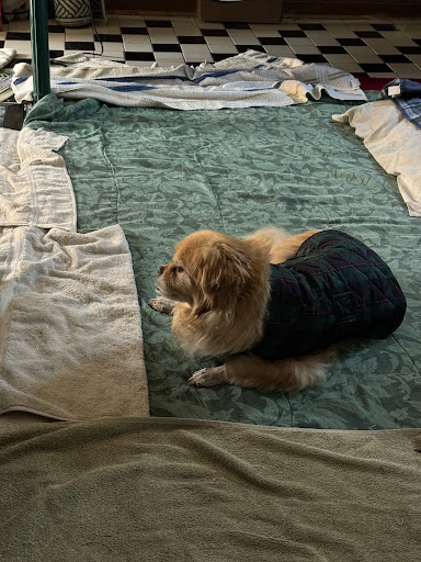 Norbeck Animal Clinic image