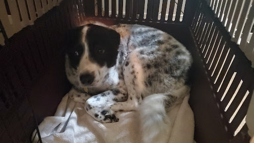 Pet Supply Store «All About Dogs & Cats LLC», reviews and photos, 1429 S Glenstone Ave, Springfield, MO 65804, USA