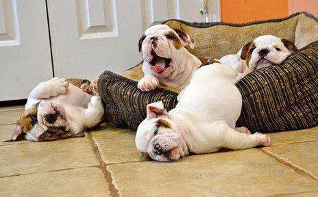 Gym «CrossFit Central Houston», reviews and photos, 8624 Stella Link Rd, Houston, TX 77025, USA