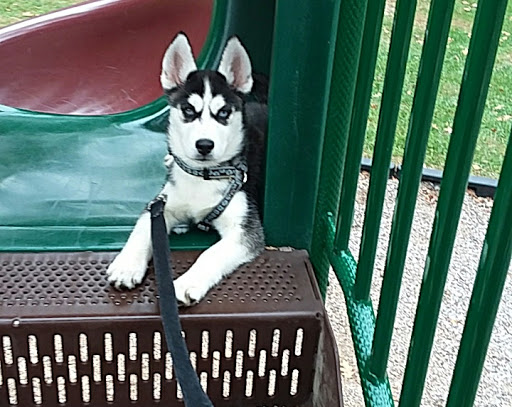 Pet Store «Gentle Jungle Pet Store», reviews and photos, 470 Lewis Ave, Meriden, CT 06451, USA