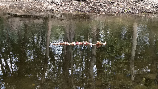 Nature Preserve «Harms Woods», reviews and photos, Harms Rd, Glenview, IL 60025, USA