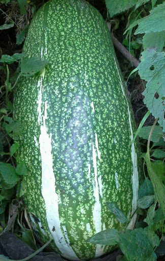 Grocery Store «Maranata Store», reviews and photos, 1215 Rulison Ave, Cincinnati, OH 45238, USA