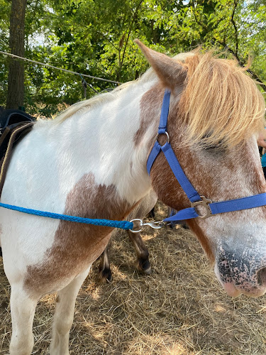 Pension et Poney-Club De L'Etoile à Saint-Georges-de-Reneins