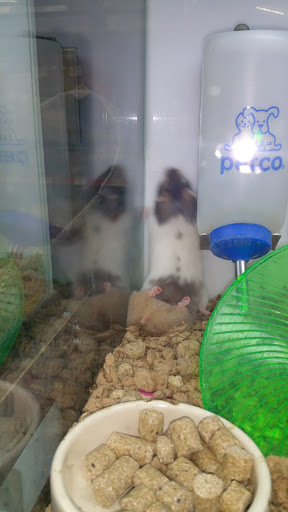 Pet Supply Store «Petco Animal Supplies», reviews and photos, 1500 N Town E Blvd, Mesquite, TX 75150, USA