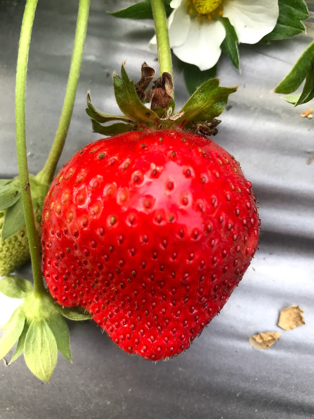田尾草莓园