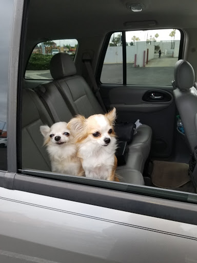 Pet Groomer «Collar & Leash Pet Shop», reviews and photos, 9772 Chapman Ave, Garden Grove, CA 92841, USA