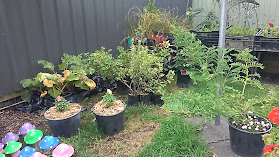 We Sow, U Grow - Our Cheaper Backyard Plant Nursery