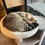 Photo n°4 de l'avis de Andrea.o fait le 10/09/2023 à 15:40 sur le  Dr. Cat - Pet Lounge Bistrot à Brescia