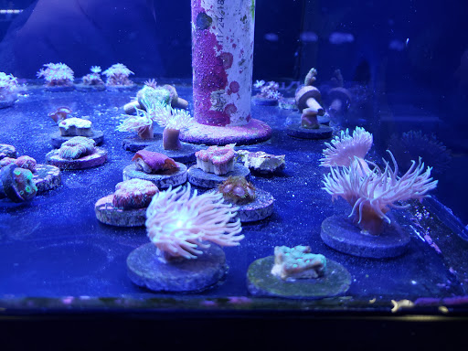Tropical Fish Store «Reef Life Aquariums», reviews and photos, 5511 US-280 #310, Birmingham, AL 35242, USA