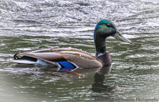 Park «Lake Boren Park», reviews and photos, 13058 SE 84th Way, Newcastle, WA 98056, USA