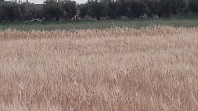 Photos of ملعب المنيرا