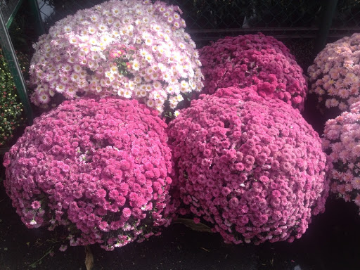 Garden Center «Westminster Nursery & Florist», reviews and photos, 30 Westminster Rd, West Hempstead, NY 11552, USA