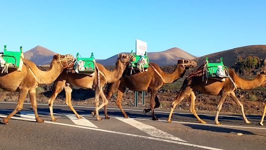 Vereda de los Camellos desde Uga a Yaiza Calle los Rostros, 8, 35570 Yaiza, Las Palmas, España