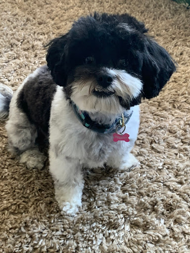 Pet Supply Store «Petco Animal Supplies», reviews and photos, 1621 Emmet St N, Charlottesville, VA 22901, USA