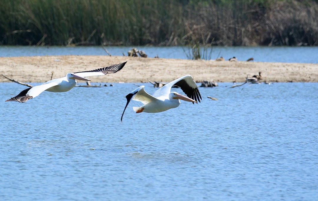 IRWD San Joaquin Marsh &amp; Wildlife Sanctuary in the city Irvine