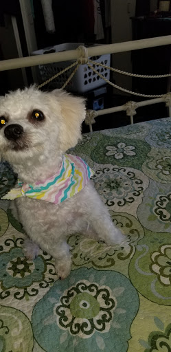 Pet Groomer «Weymouth Dog Shop», reviews and photos, 1192 Washington St, East Weymouth, MA 02189, USA