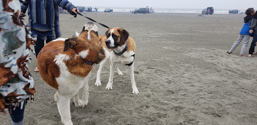 Grocery Store «Ocean Shores IGA», reviews and photos, 101 E Chance a La Mer NE, Ocean Shores, WA 98569, USA