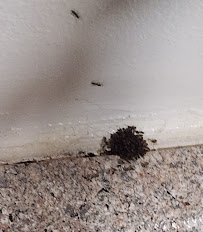 Yates-Astro Termite & Pest Control - Photo 6 - Car repair in Rincon, GA, Savannah