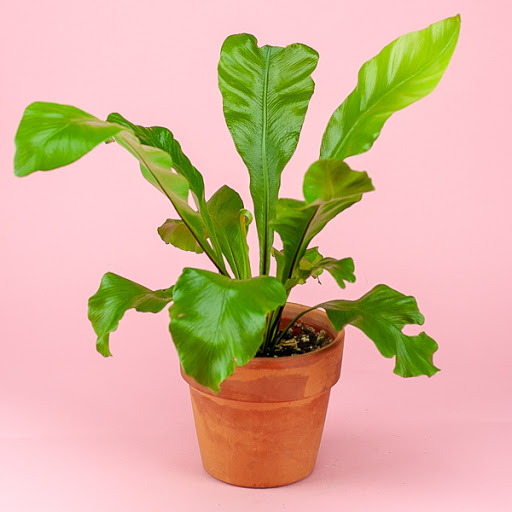 Florist «Green Fresh Florals», reviews and photos, 3785 Fourth Ave, San Diego, CA 92103, USA