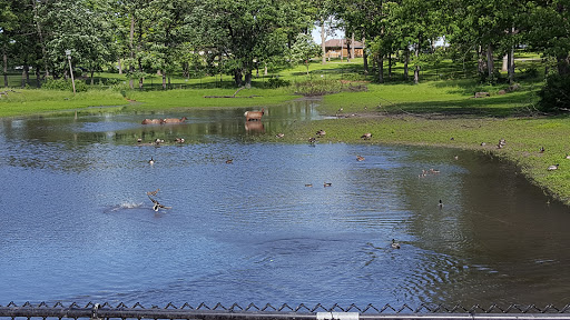 Zoo «Phillips Park Zoo», reviews and photos, 1000 Ray Moses Dr, Aurora, IL 60505, USA