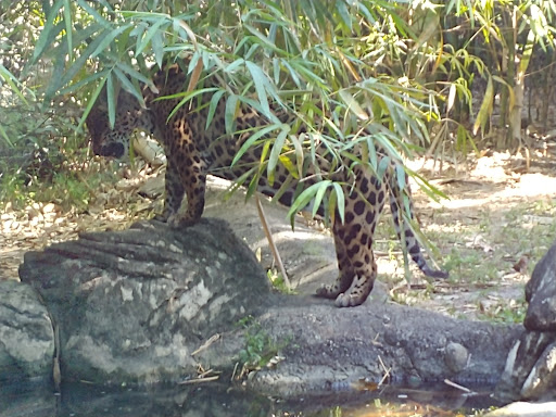 Zoo «Palm Beach Zoo & Conservation Society», reviews and photos, 1301 Summit Blvd, West Palm Beach, FL 33405, USA