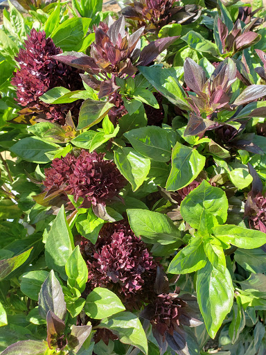 Produce Market «Berry Patch Farms», reviews and photos, 13785 Potomac St, Brighton, CO 80601, USA