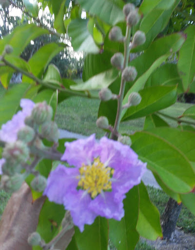 Park «Plantation Heritage Park», reviews and photos, 1100 S Fig Tree Ln, Plantation, FL 33317, USA