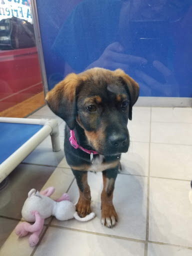 Pet Supply Store «Dogge Style Pets Passyunk», reviews and photos, 1700 E Passyunk Ave, Philadelphia, PA 19148, USA