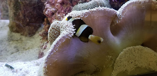 Pet Supply Store «Petco Animal Supplies», reviews and photos, 6631 Edwardsville Crossing Dr, Edwardsville, IL 62025, USA