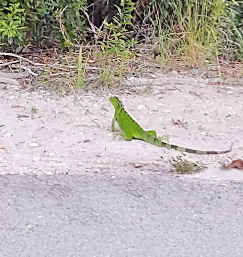 Wildlife Refuge «Ding Darling Wildlife Refuge», reviews and photos, 1 Wildlife Dr, Sanibel, FL 33957, USA